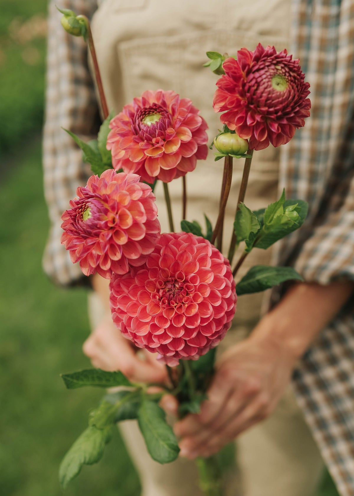 Dahlia - Hapet Coppery