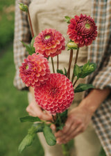 Dahlia - Hapet Coppery