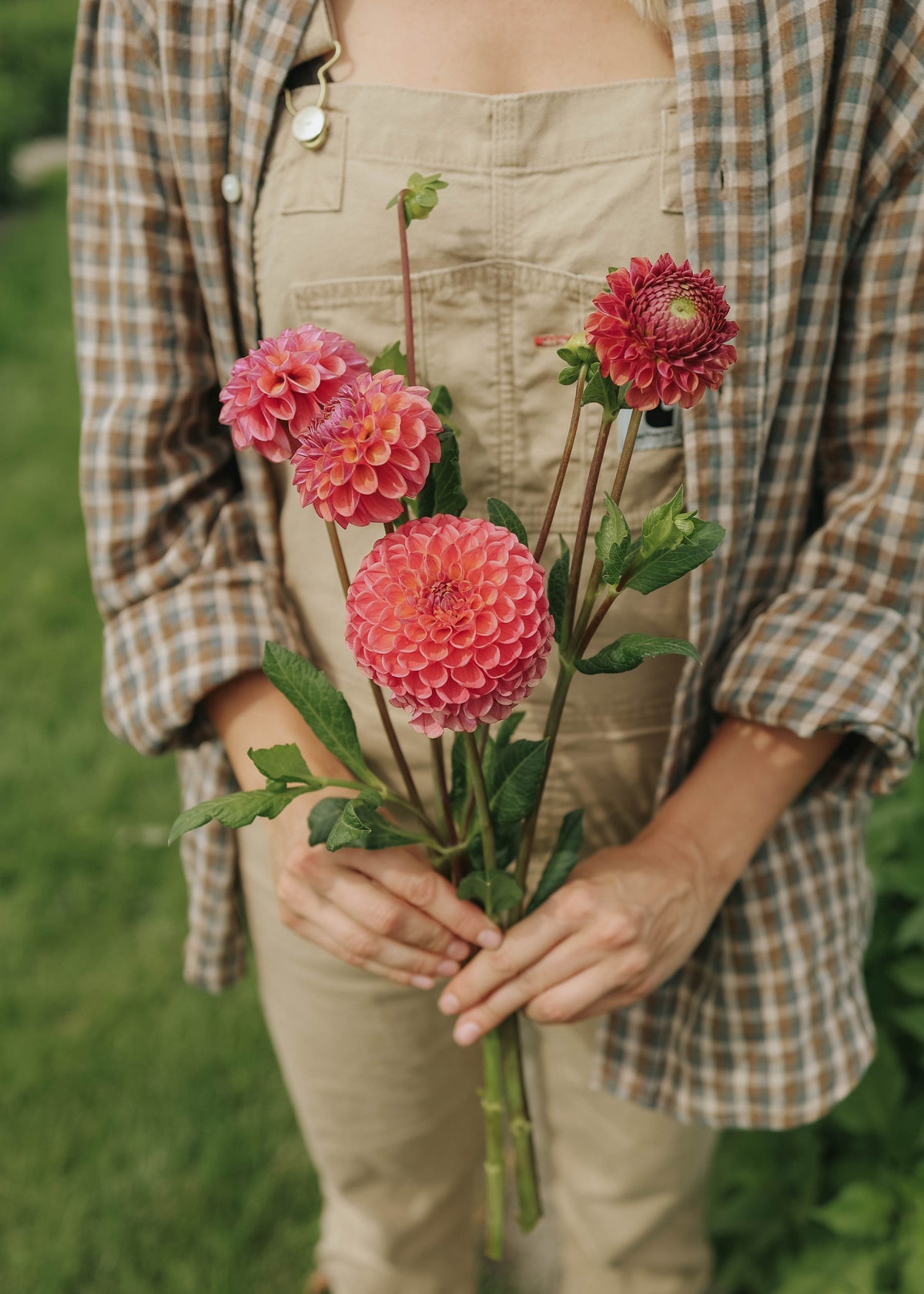 Dahlia - Hapet Coppery