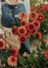 Dahlia - High Fidelity