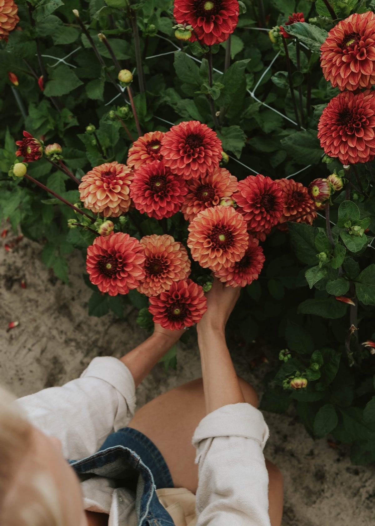 Dahlia - High Fidelity
