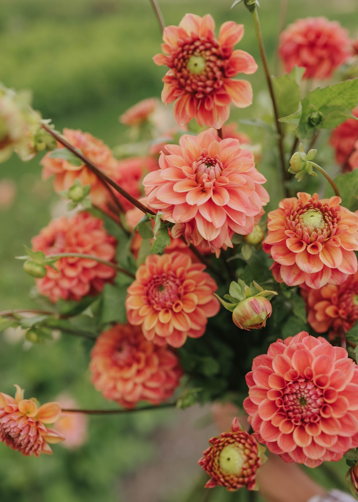 Dahlia - Iced Tea