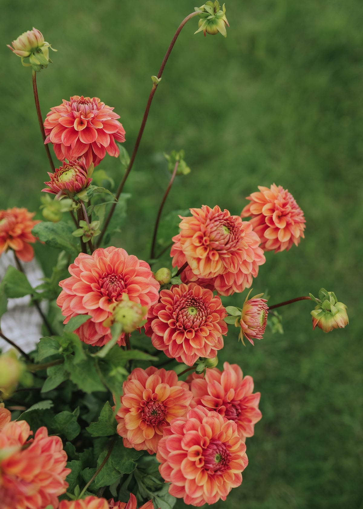 Dahlia - Iced Tea