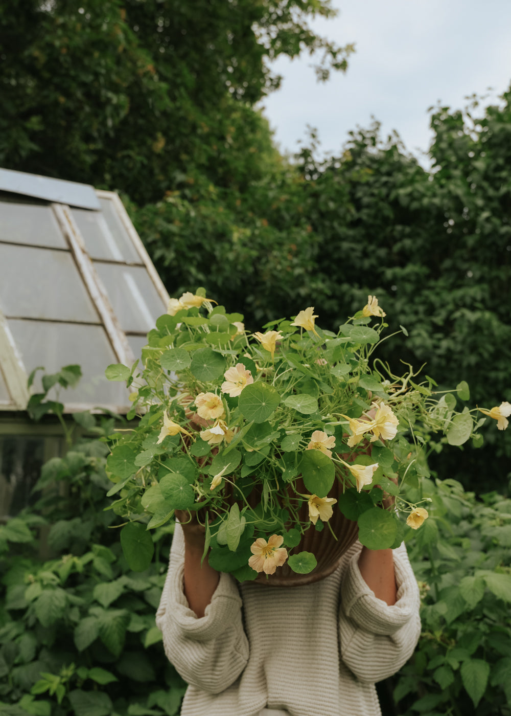 Nasturtium - Tip Top Pink Blush