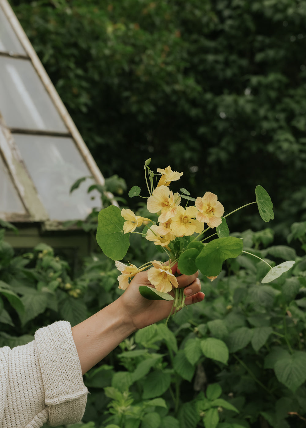 Nasturtium - Tip Top Pink Blush