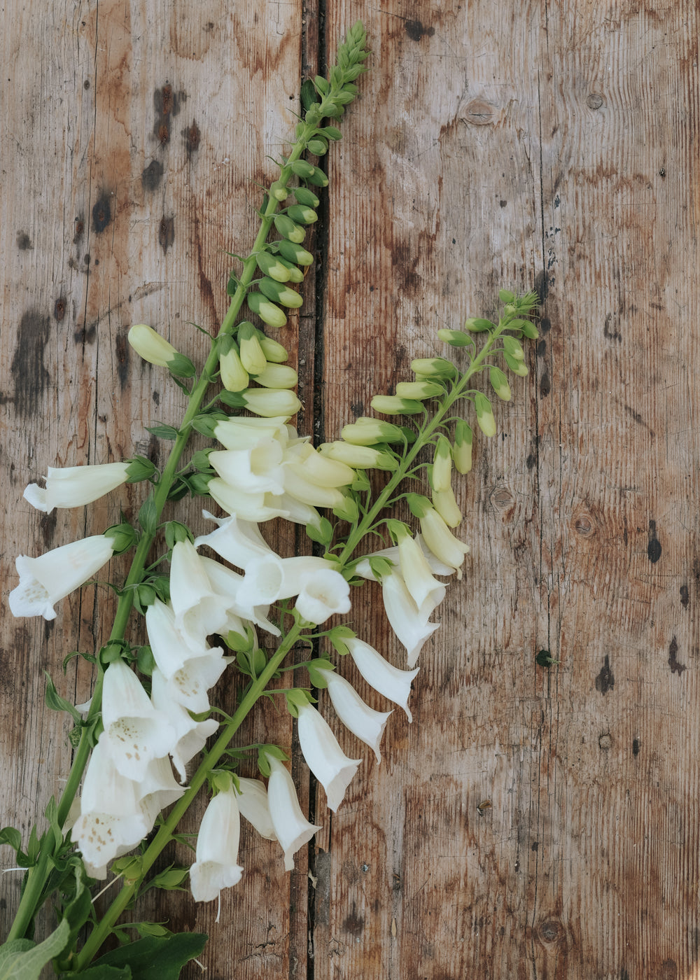 Foxglove - Camelot White