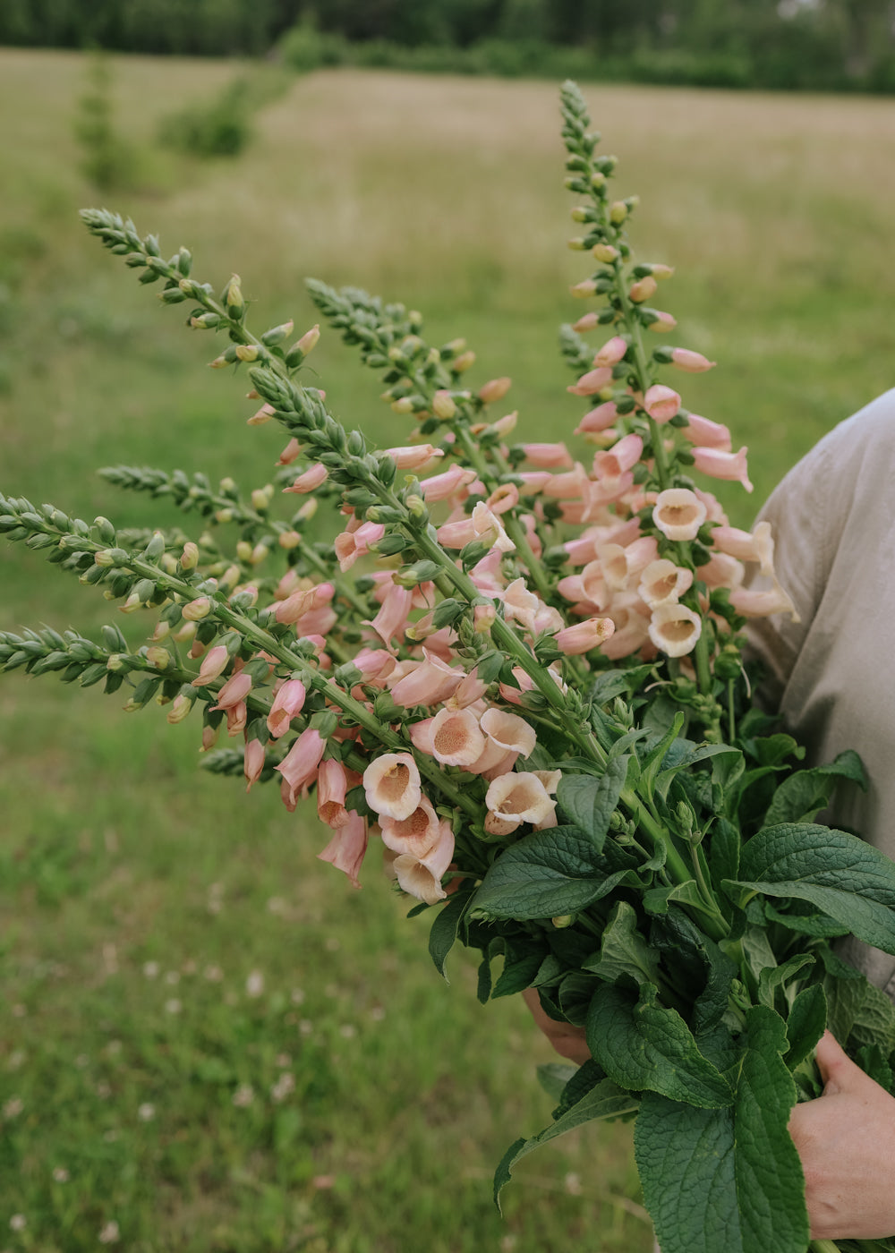 Foxglove - Dalmatian Peach