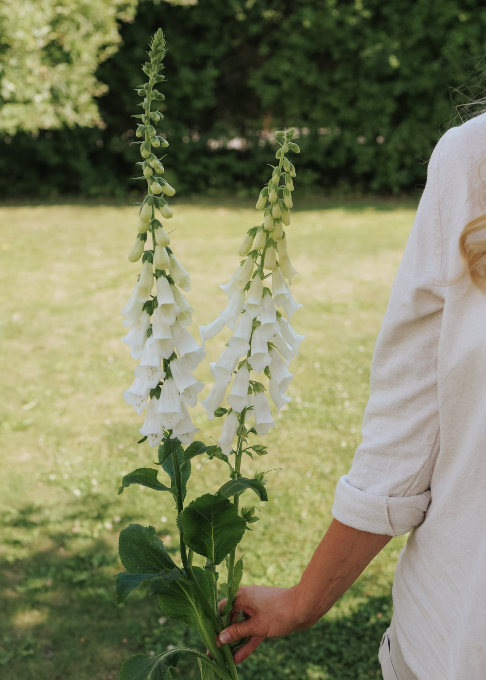 Foxglove - Camelot White