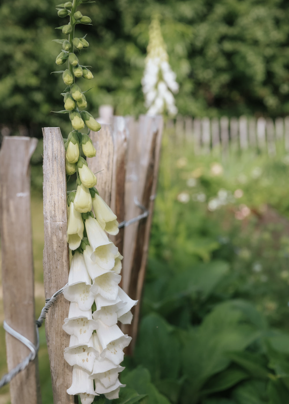 Foxglove - Camelot White