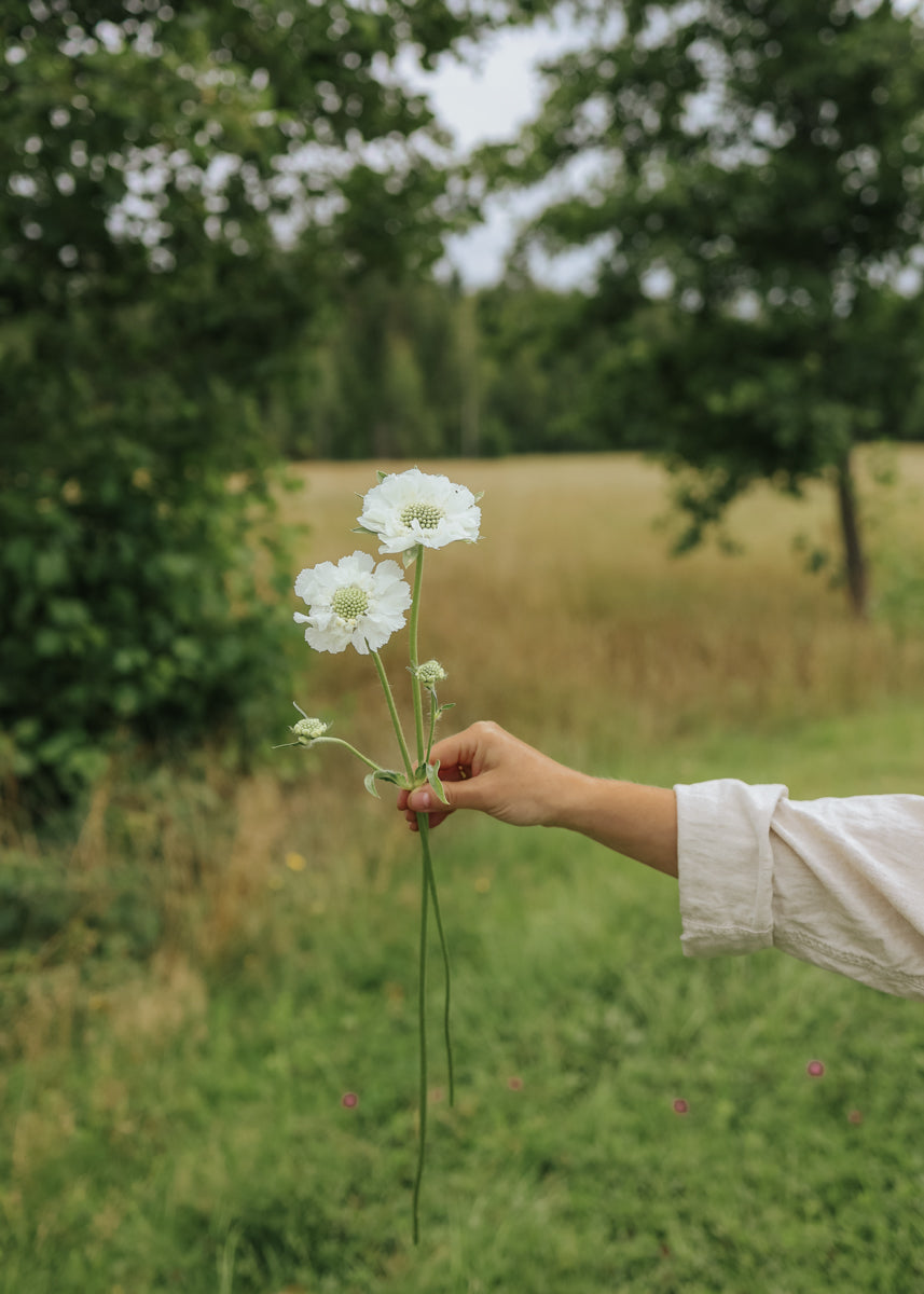 Scabiosa - Fama White