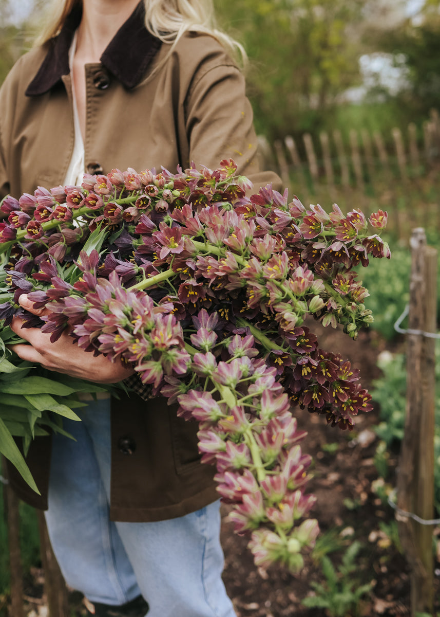 Fritillaria - Purple Favorite