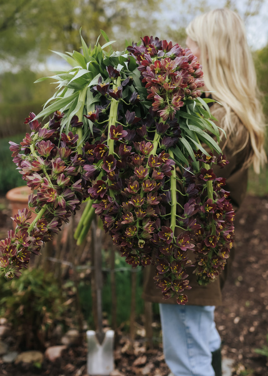 Fritillaria - Purple Favorite