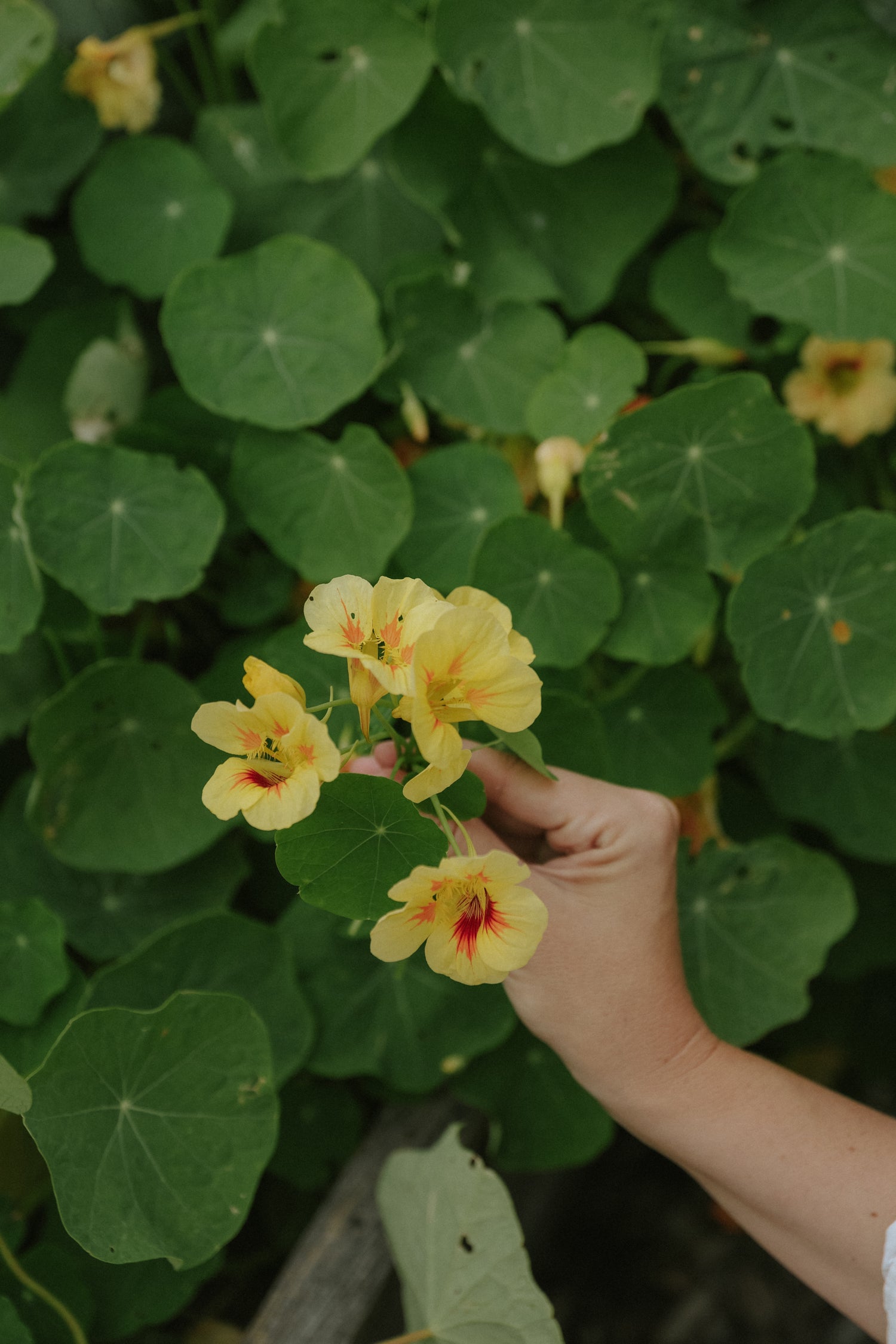 Buskkrasse - Bloody Mary