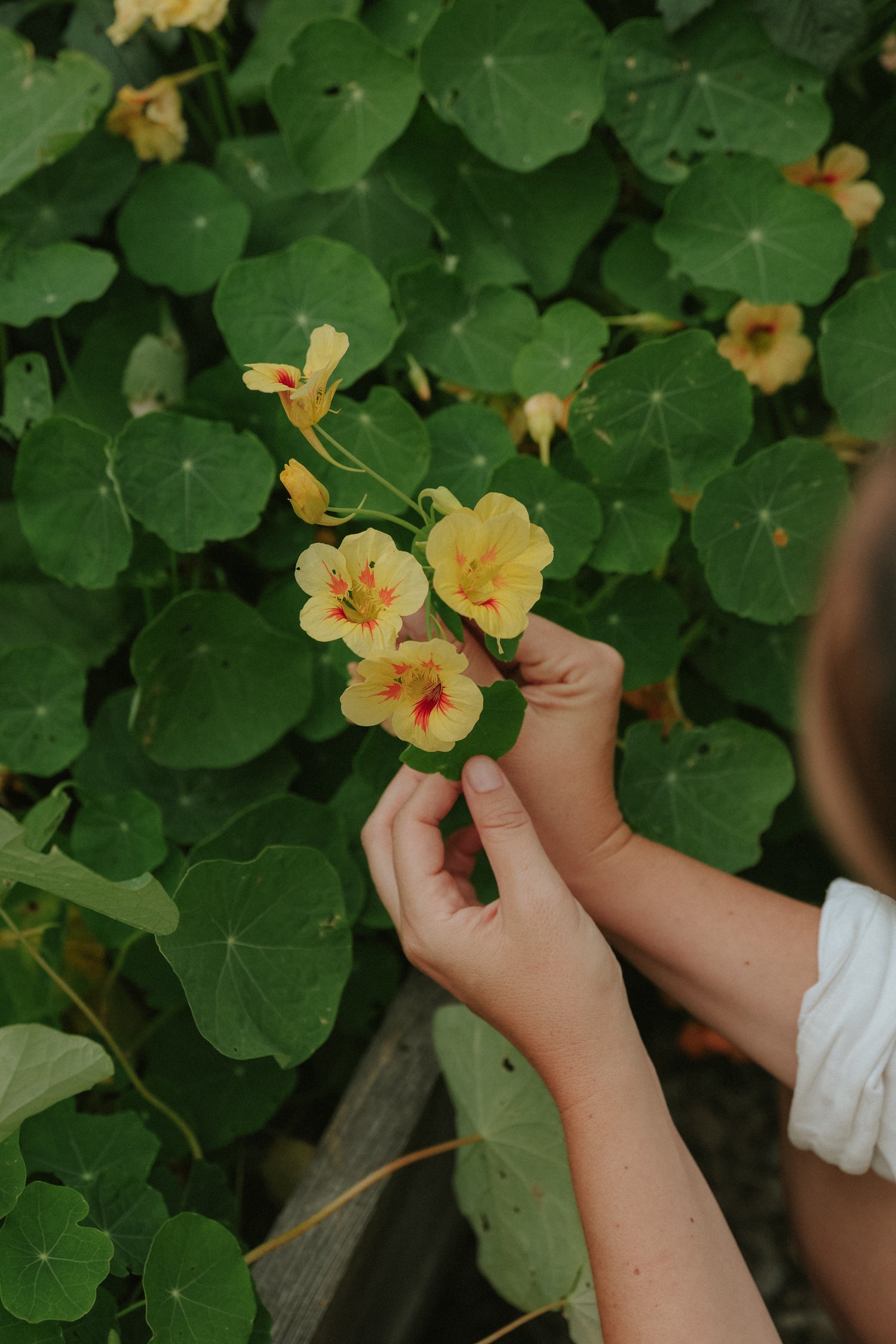 Nasturtium - Bloody Mary