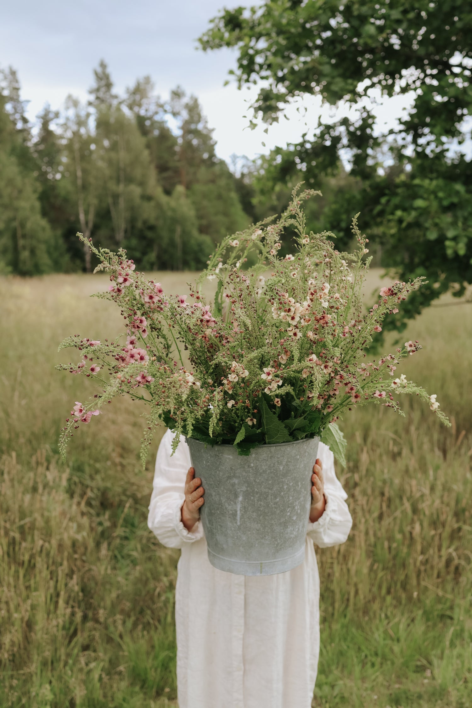 Königskerze - Southern Charm