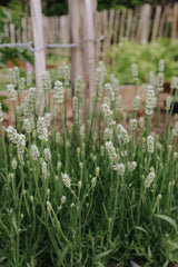 Lavendel - Elegance Snow
