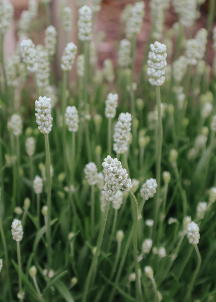 Lavender - Elegance Snow