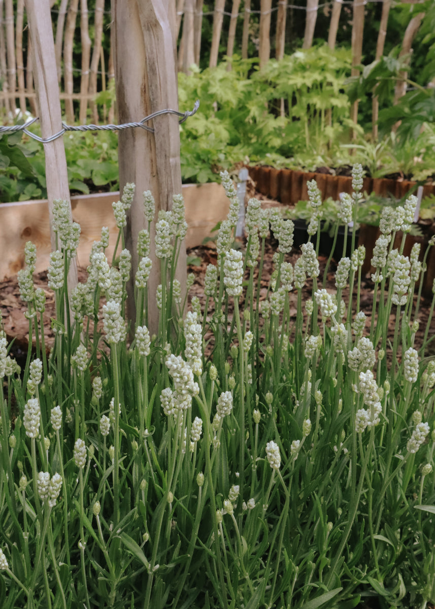 Lavender - Elegance Snow