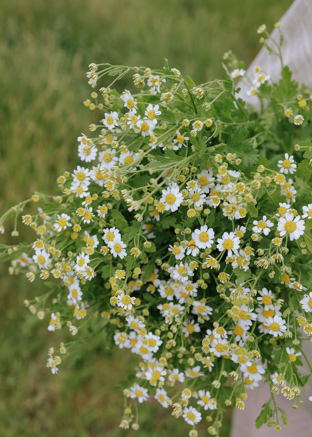 Feverfew - Vegmo Single