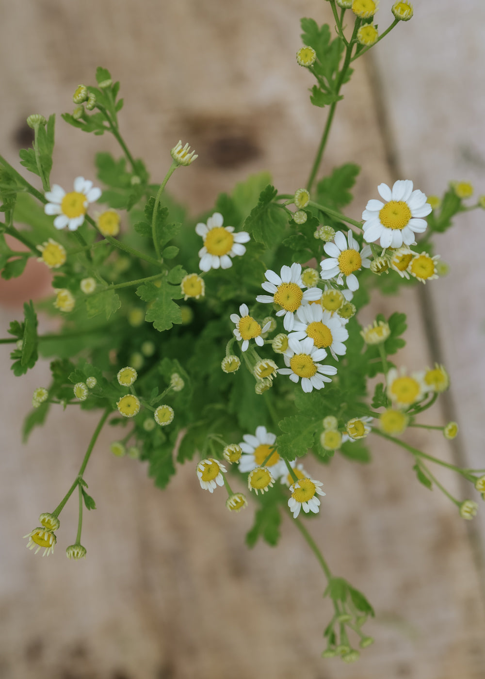 Feverfew - Vegmo Single