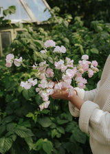 Ærteblomst - Spring Sunshine Blush