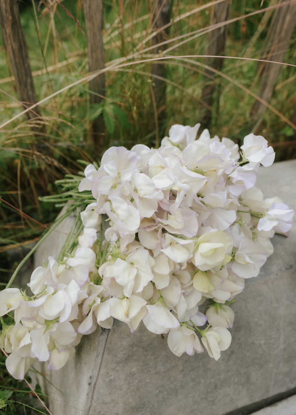 Sweet Pea - Old Times