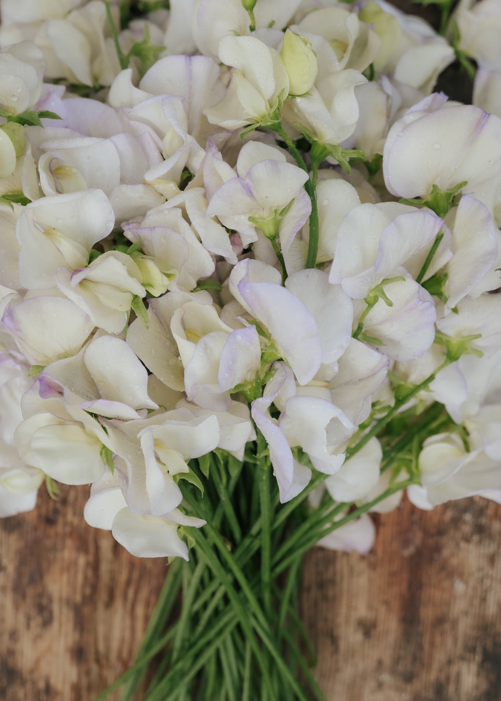 Sweet Pea - Old Times