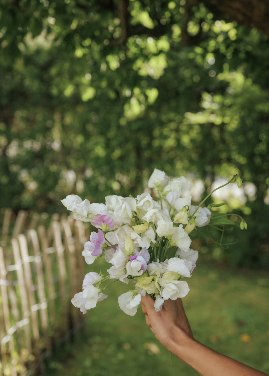 Sweet Pea - Spring Spencer Arthur Hellyer
