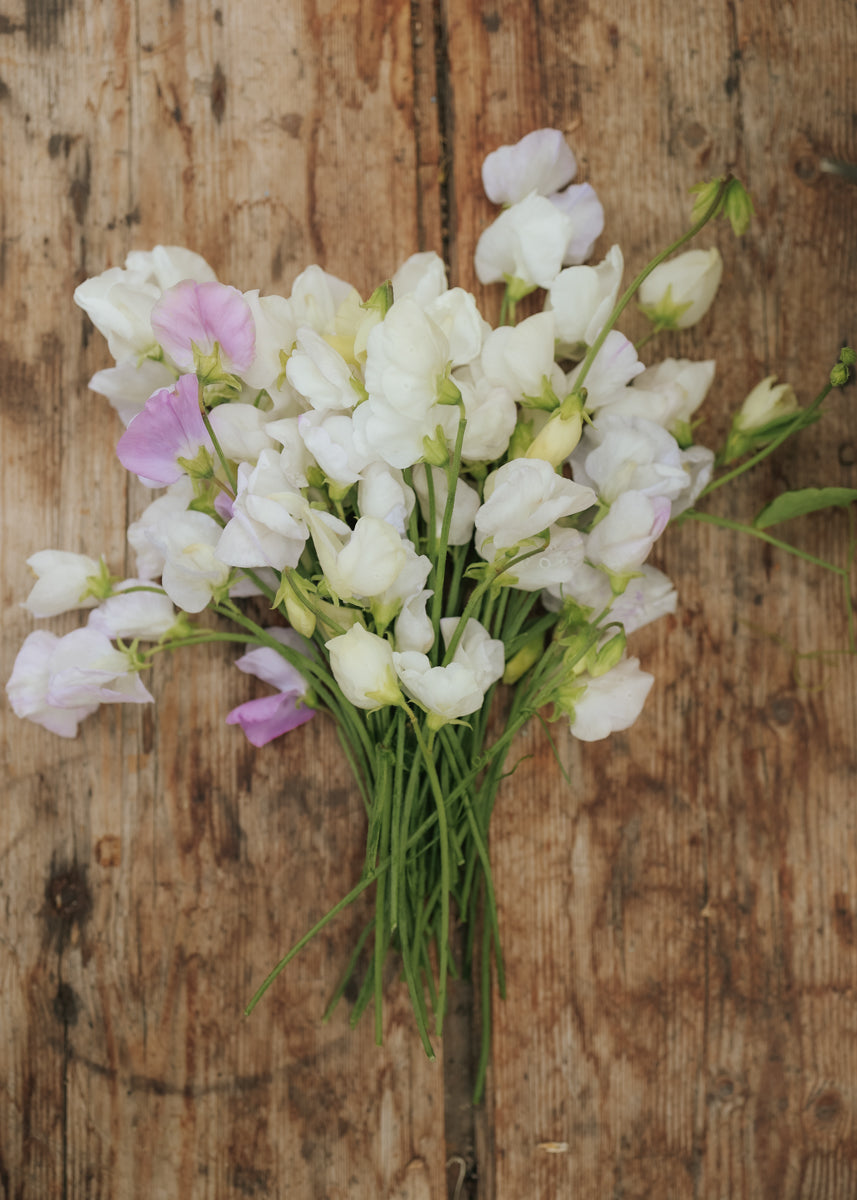 Sweet Pea - Spring Spencer Arthur Hellyer