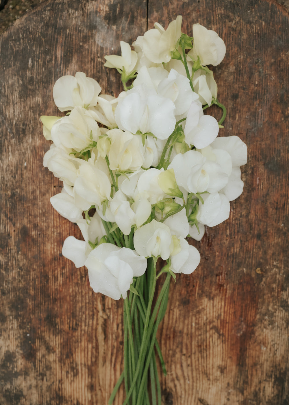 Sweet pea seeds - Spring Sunshine Cream - buy seeds online