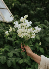 Ærteblomst - Spring Sunshine Cream
