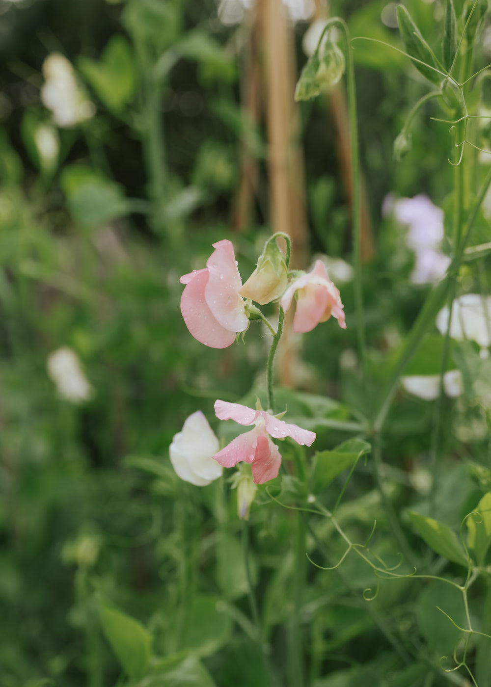 Duftwicke - Spring Sunshine Nancy
