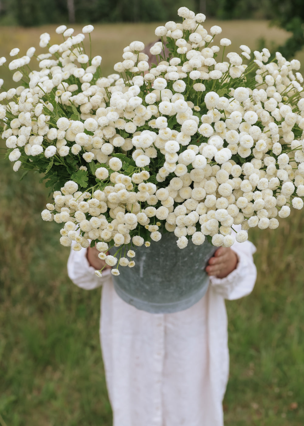 Feverfew - Snowball Extra