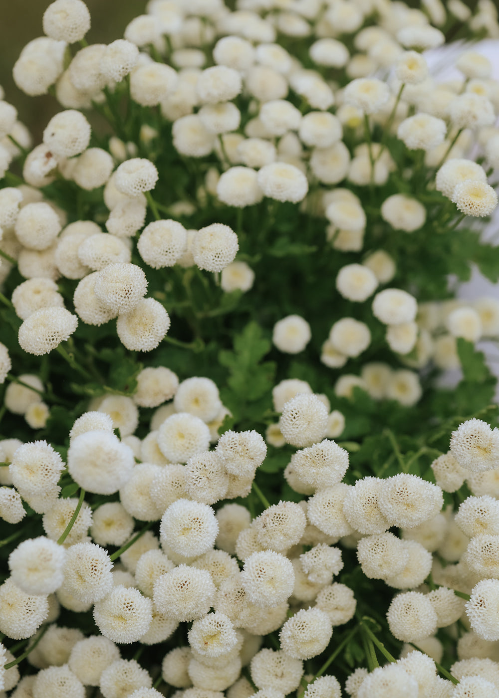 Feverfew - Snowball Extra