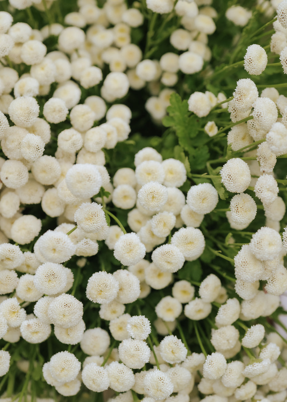 Feverfew - Snowball Extra
