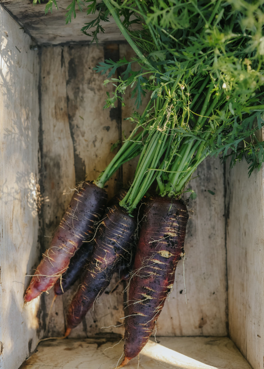 Carrot seeds - Purple Haze F1 - buy seeds online – Florea Garden