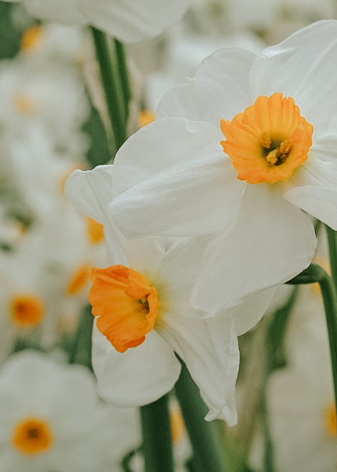 Narcissus - Geranium
