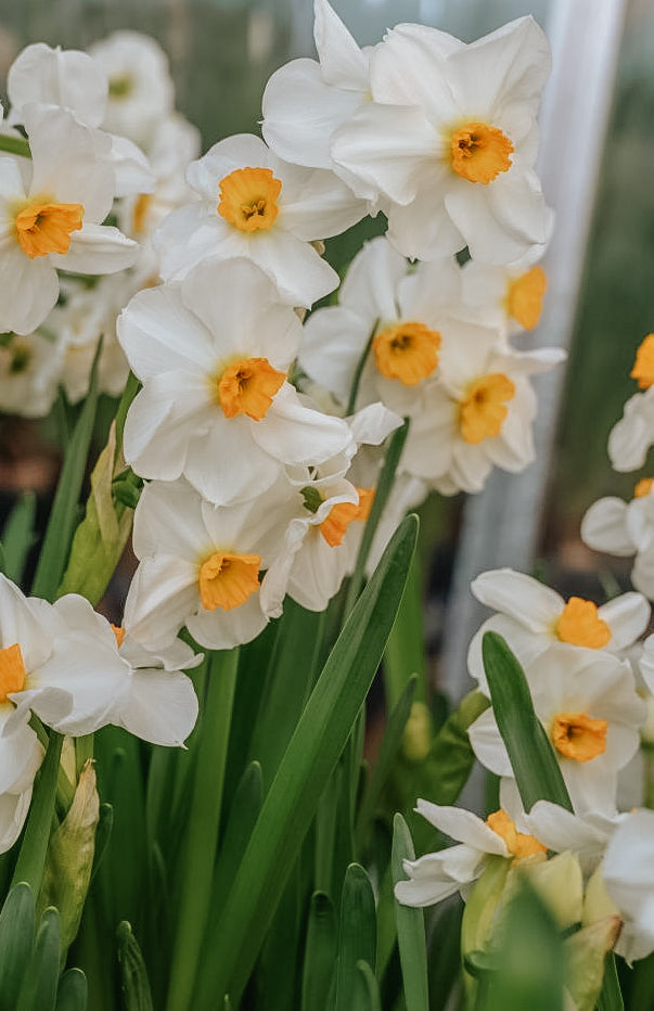 Narcissus - Geranium