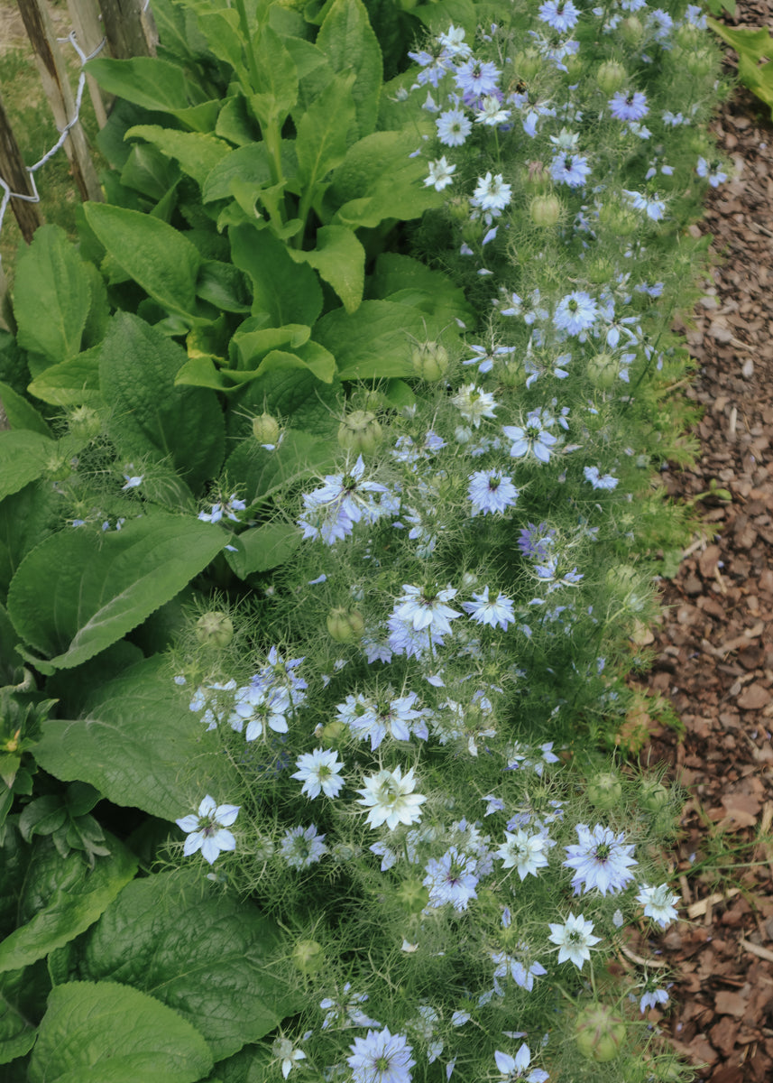 Jungfer im Grünen - Miss Jekyll Sky Blue