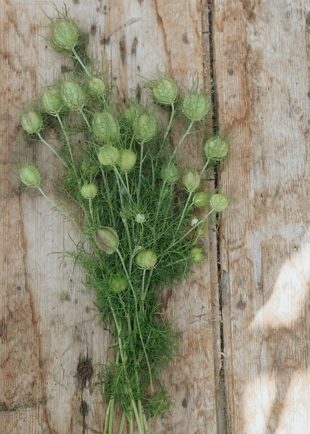 Jungfer im Grünen - Miss Jekyll Sky Blue