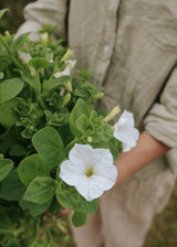 Petunia - Angelica F1