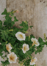 Pétunia - Ingrid F1