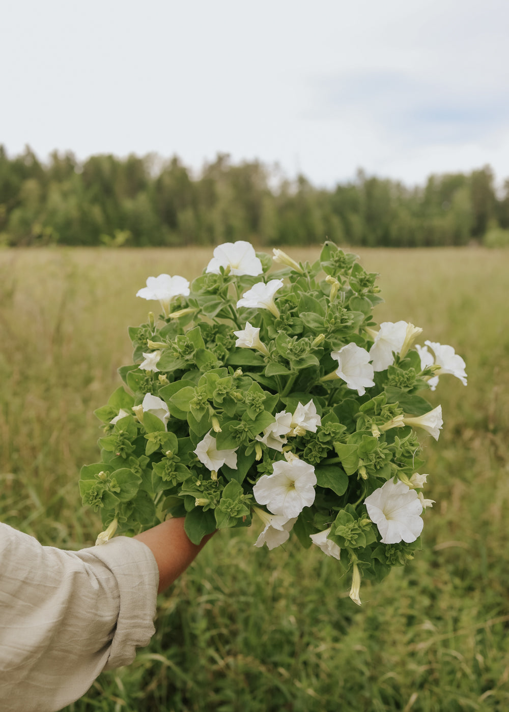 Petunia - Angelica F1