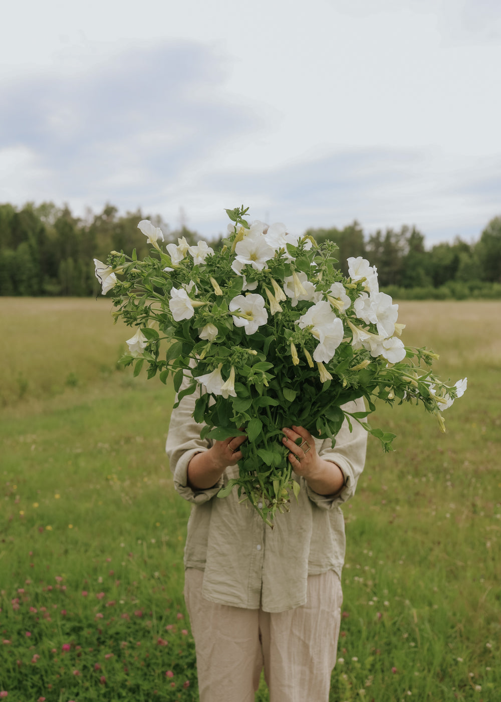 Petunia - Avalanche F1