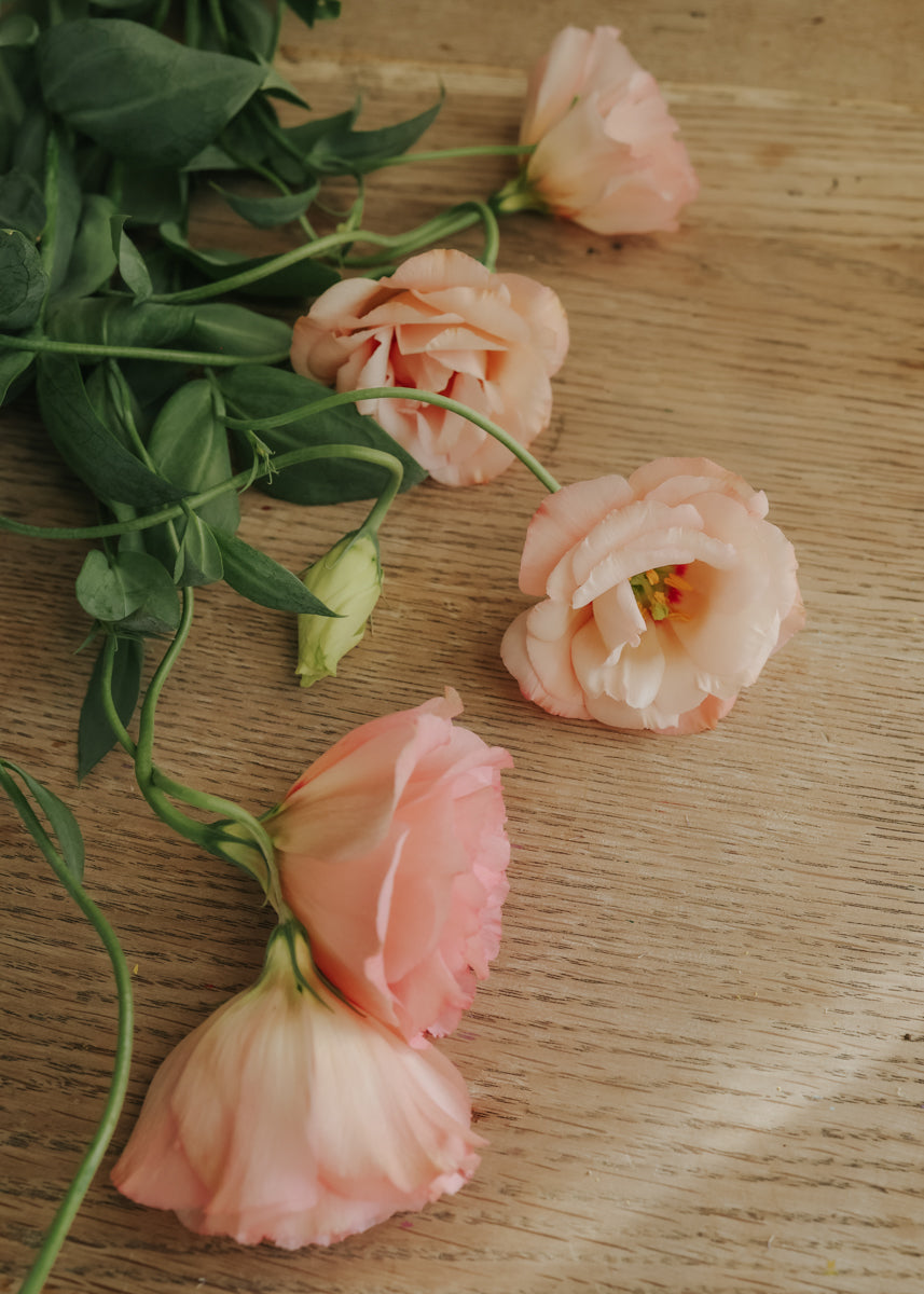 Lisianthus - Arena Apricot