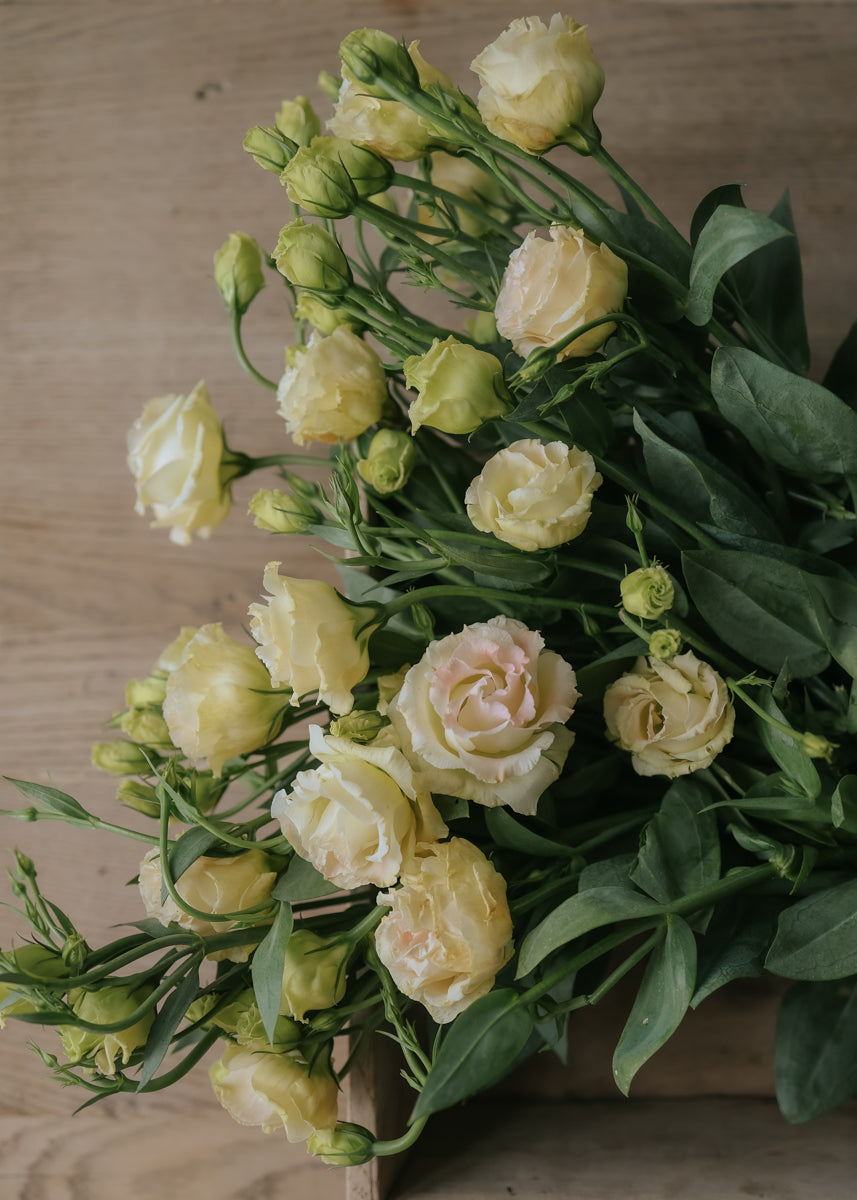 Lisianthus - Arena Champagne