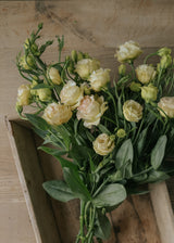 Lisianthus - Arena Champagne
