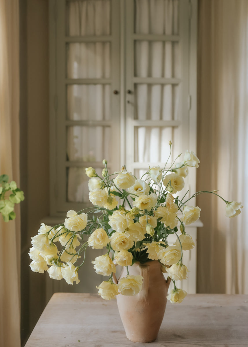 Lisianthus - Croma Yellow