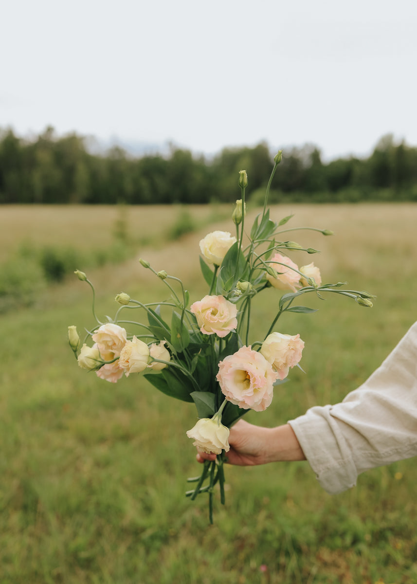 Lisianthus - Croma Champagne
