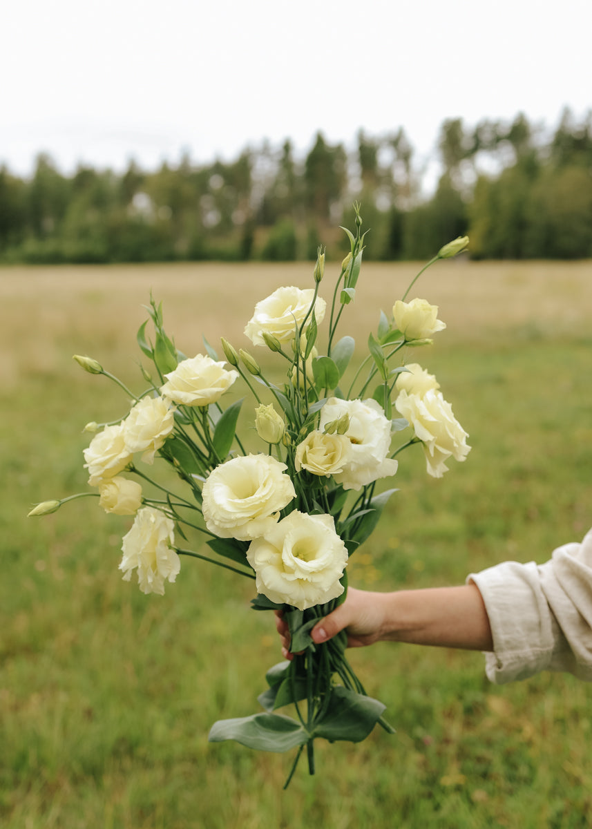 Lisianthus - Mariachi Yellow